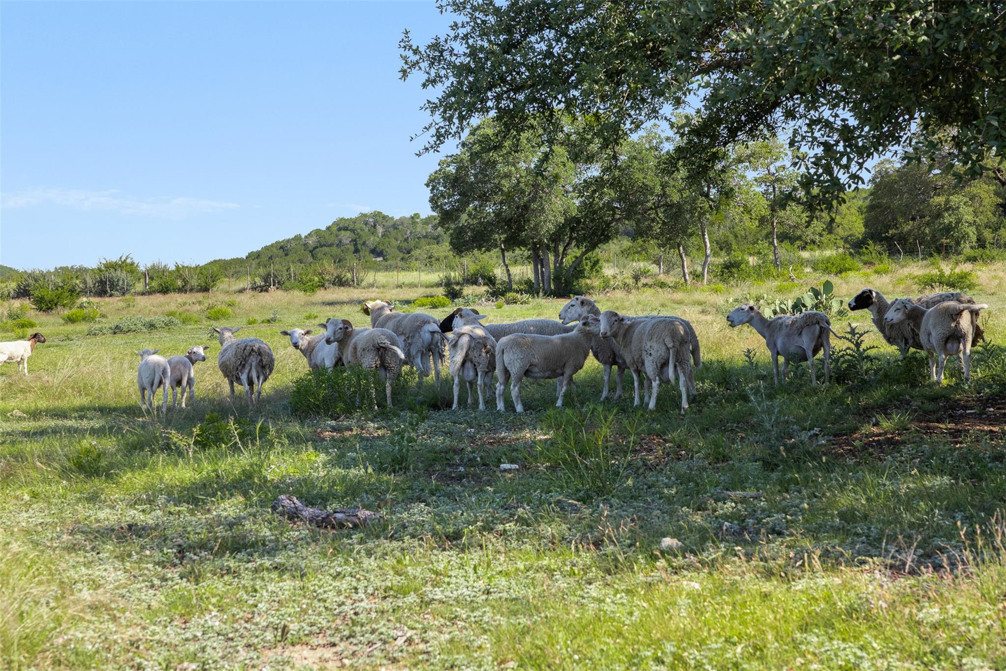 1081 County Road 1320 Lampasas TX 76550