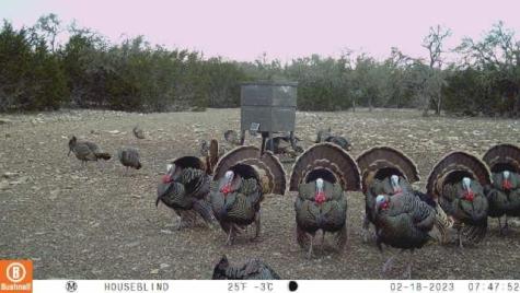 65 Miles Lane Harper TX 78631