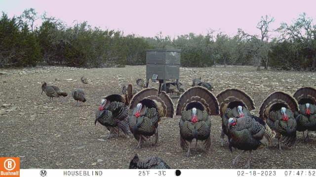 65 Miles Lane Harper TX 78631