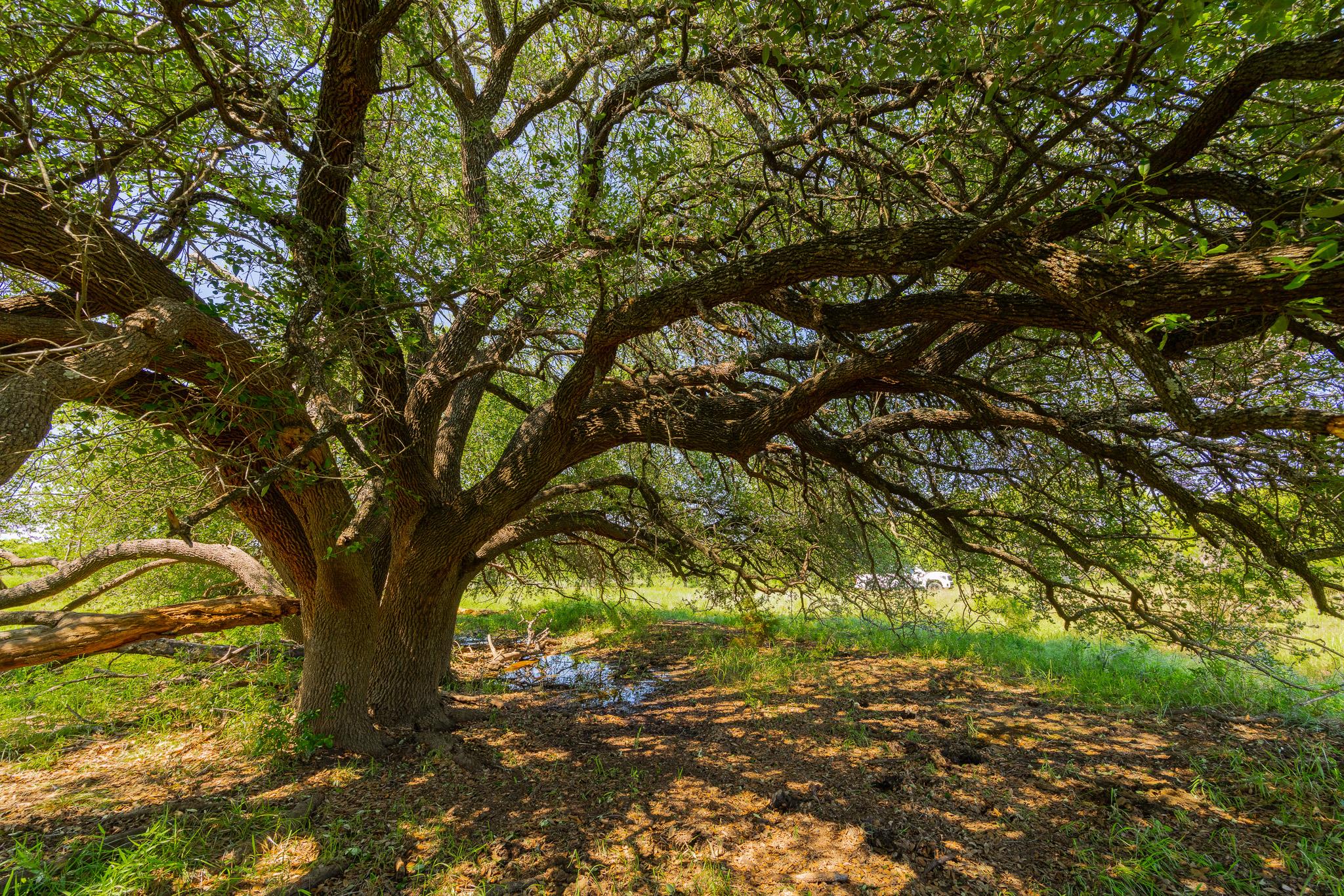Tbd County Road 180 Rolling Pond Ranch Road Purmela TX 76566