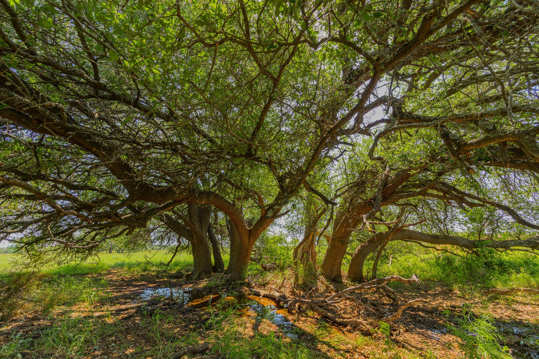 Tbd County Road 180 Rolling Pond Ranch Road Purmela TX 76566