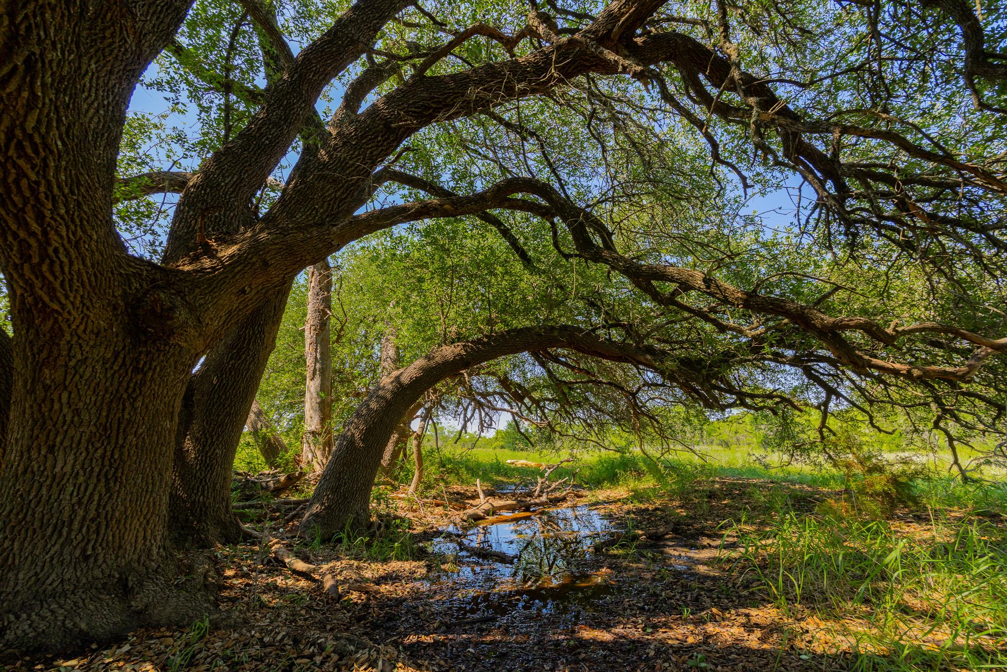 Tbd County Road 180 Rolling Pond Ranch Road Purmela TX 76566