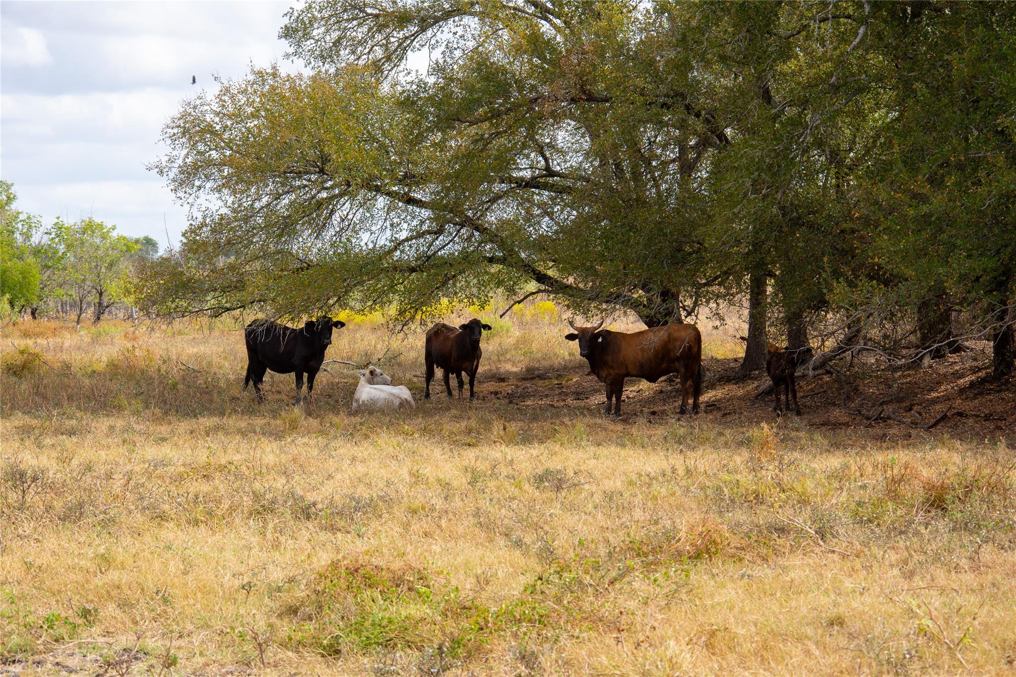2689 County Road 419 Road Taylor TX 76574
