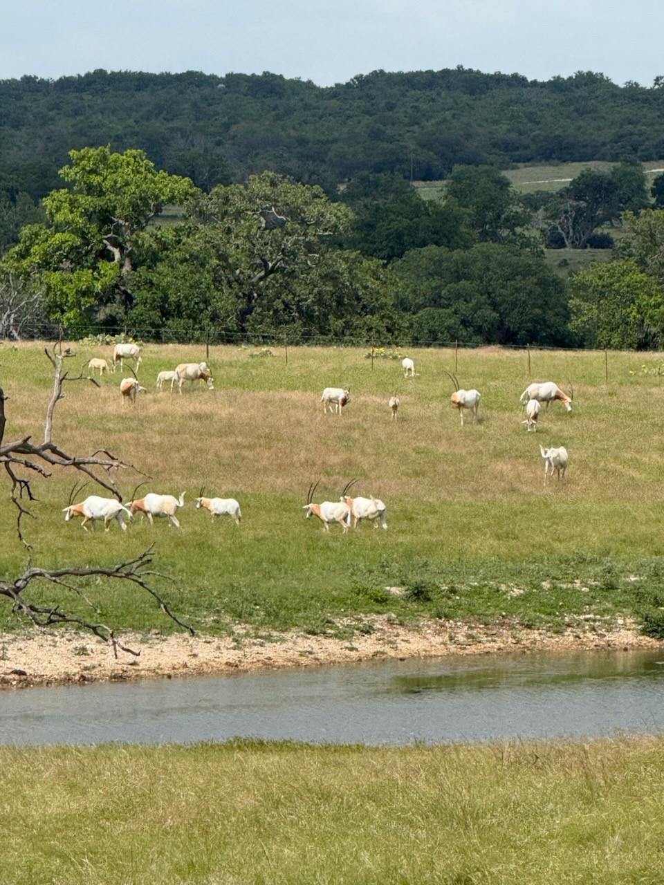 9 N Hcr 624 Road Goldthwaite TX 76844