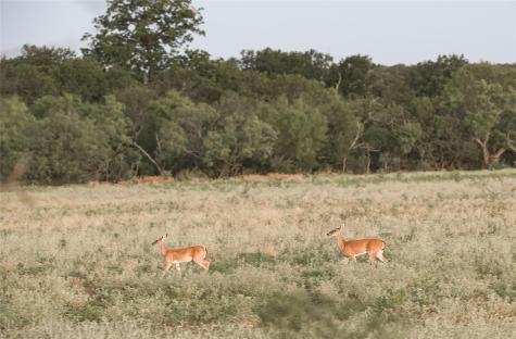 1281 Pr 3740 Coleman TX 76888