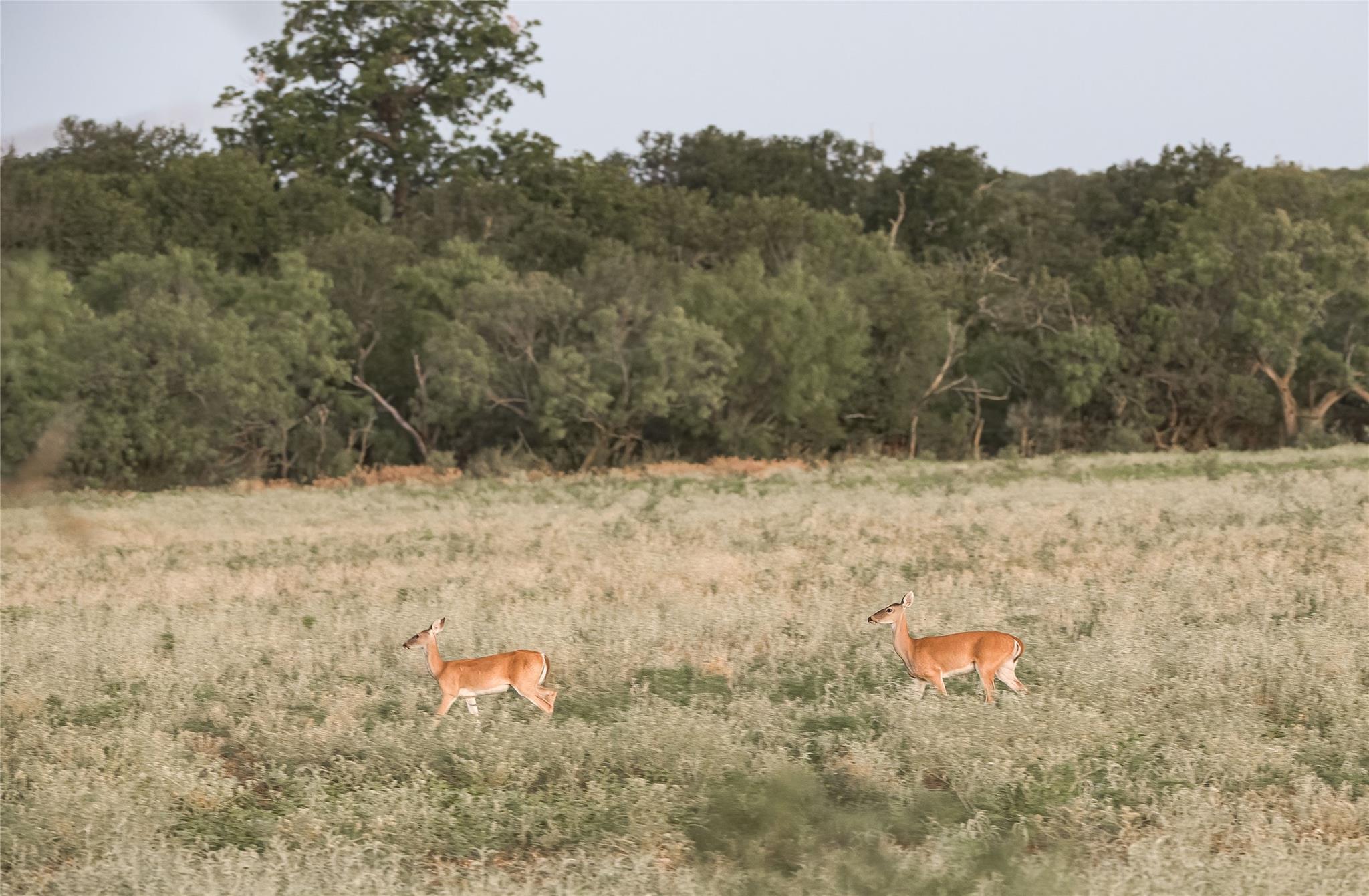 1281 Pr 3740 Coleman TX 76888