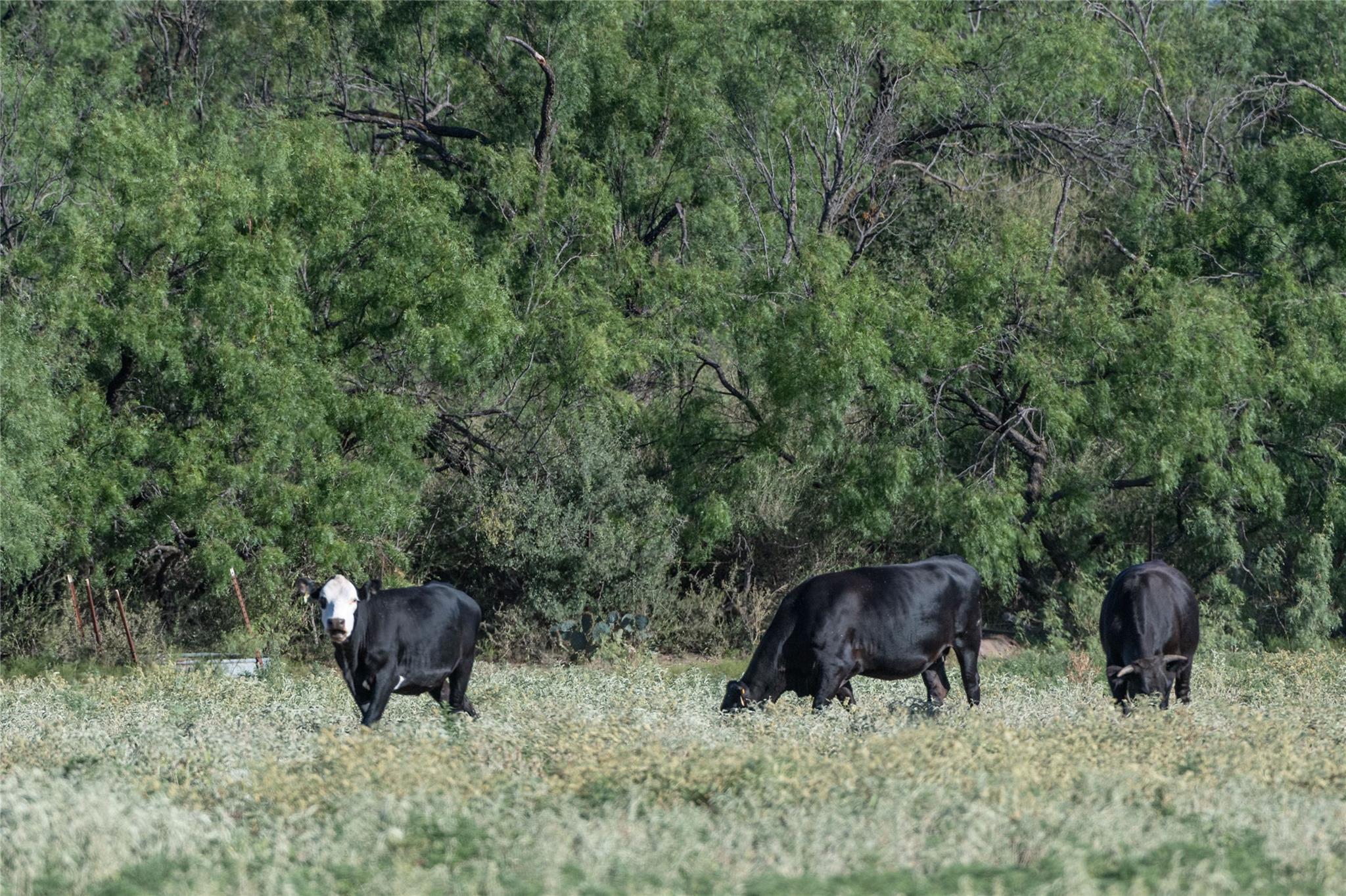 1281 Pr 3740 Coleman TX 76888