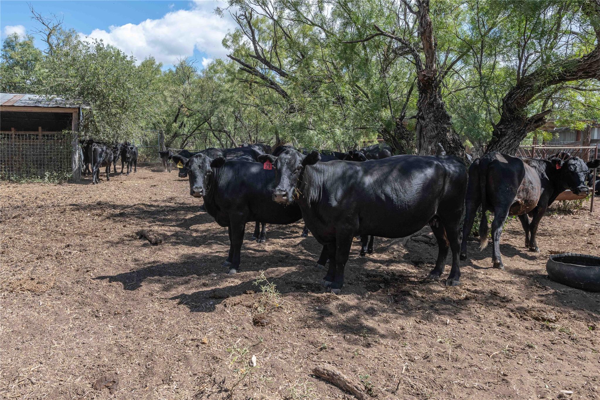 1281 Pr 3740 Coleman TX 76888