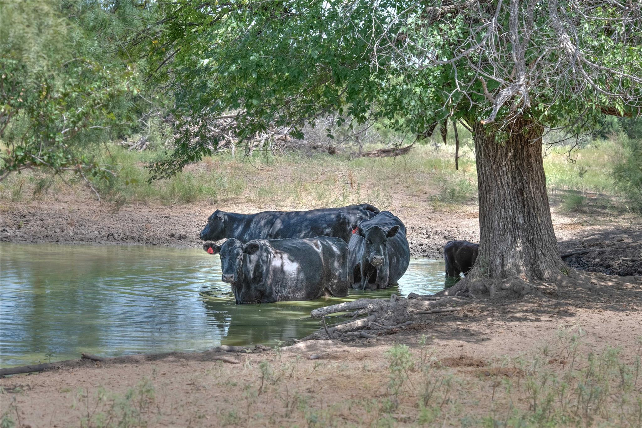 1281 Pr 3740 Coleman TX 76888