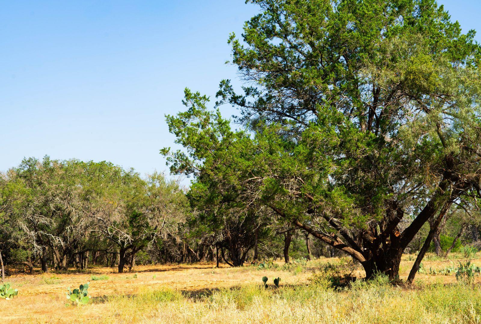 0000 Old Ferry Road Spicewood TX 78669