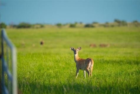 0 County Road 476 Road Brady TX 76872