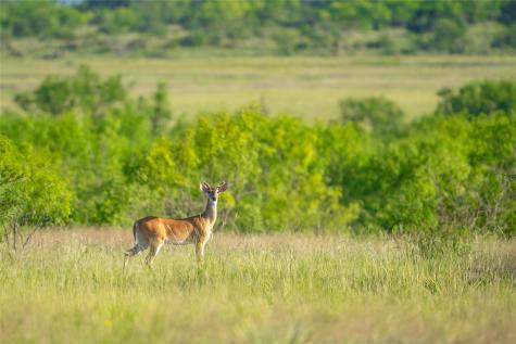 0 County Road 476 Road Brady TX 76872