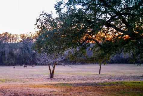 6731 E Fm 1123 Belton TX 76513