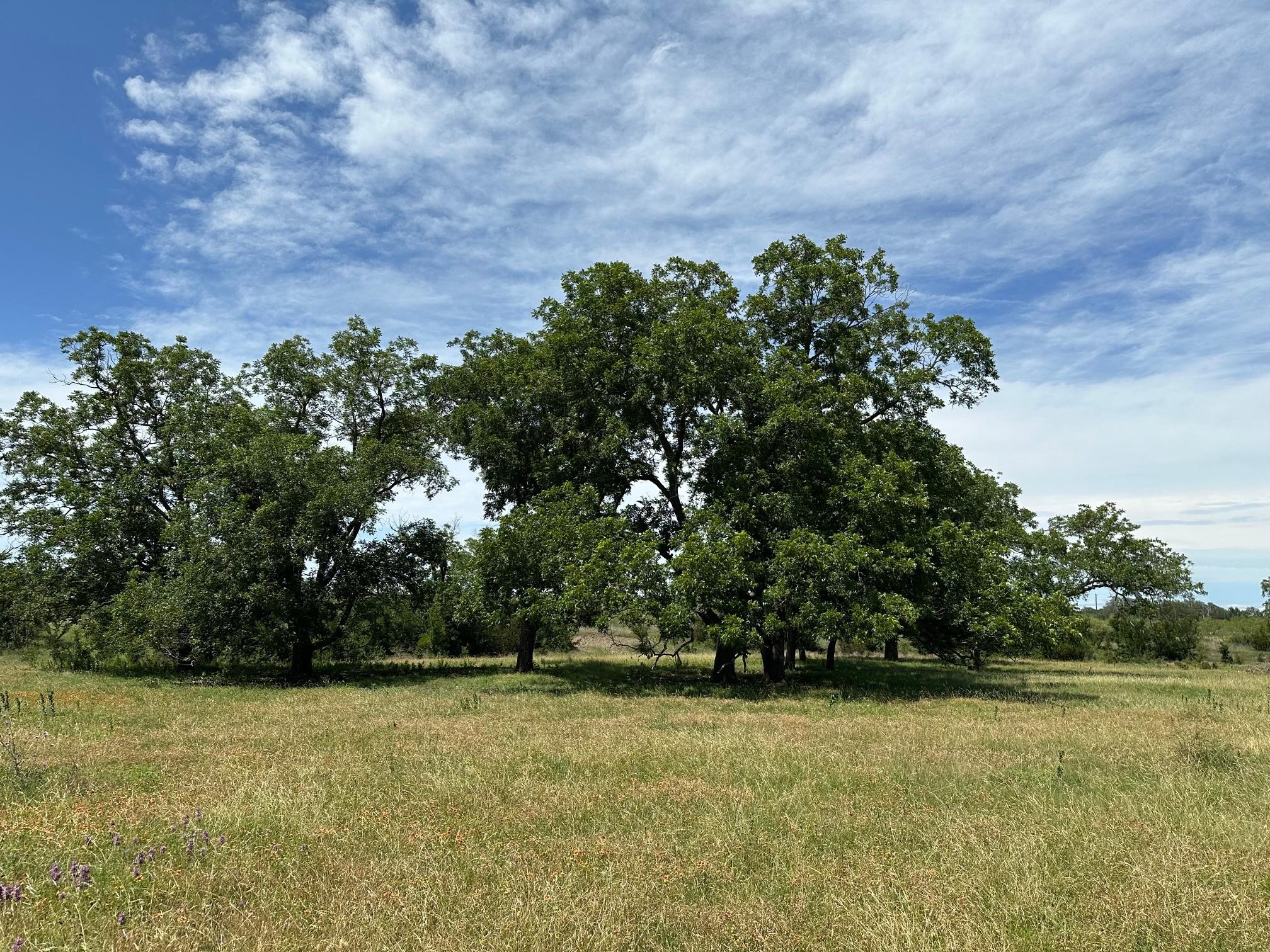 Tbd County Road 330 Bertram TX 78605
