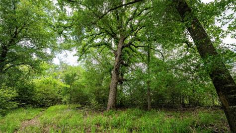 Esmt County Road 302 Rockdale TX 78947