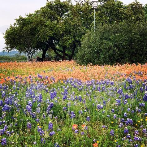 2910 Fall Creek Road Spicewood TX 78669