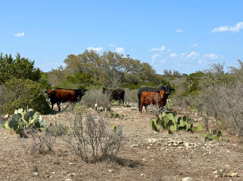191 Leona Ranch Road Brackettville TX 78832