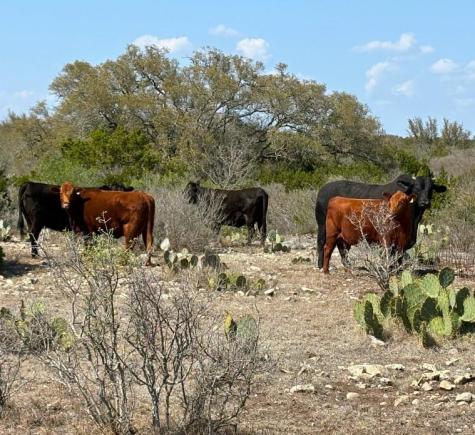 191 Leona Ranch Road Brackettville TX 78832
