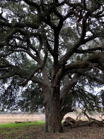 Tbd 144.45 Acres Smithville TX 78957