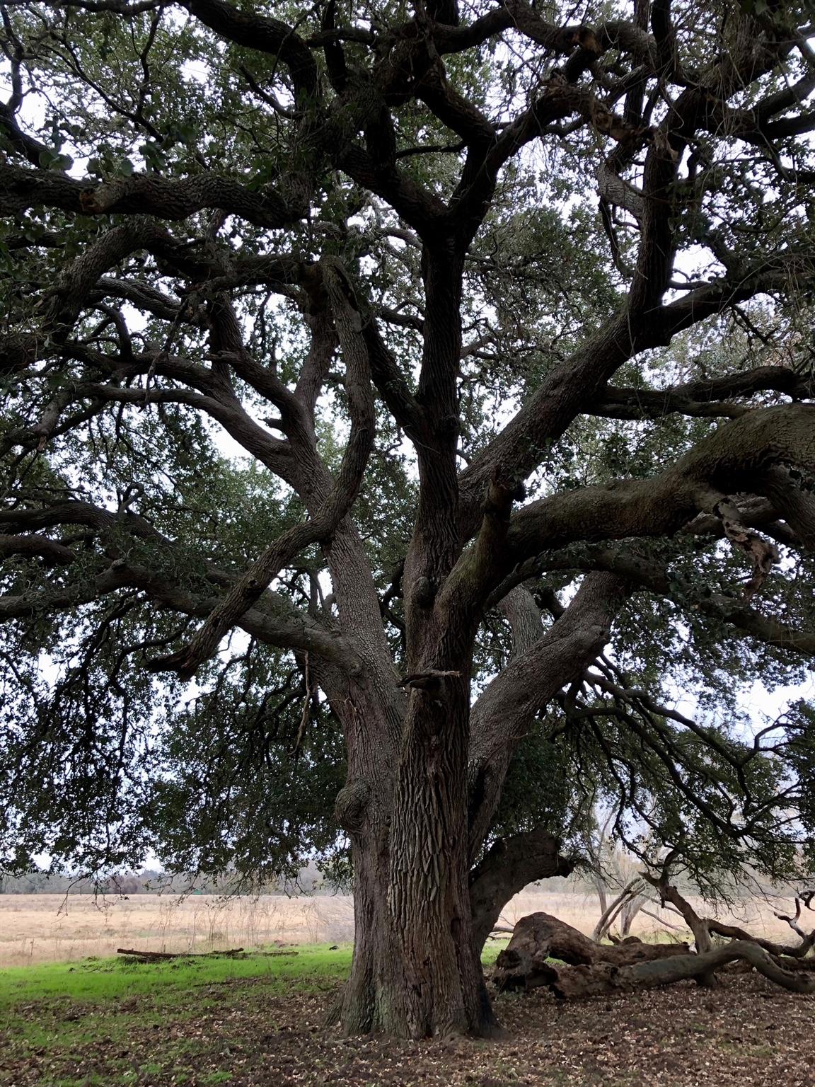 Tbd 144.45 Acres Smithville TX 78957