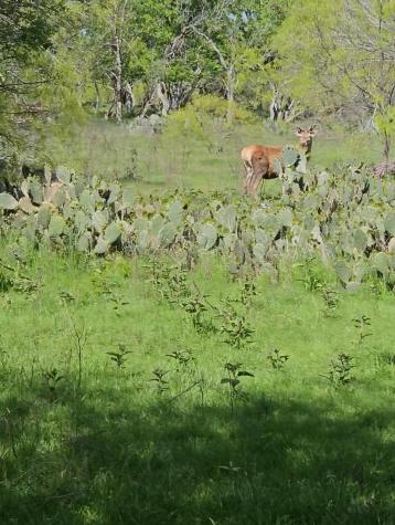 1988 Cr 116 Road Rogers TX 76569