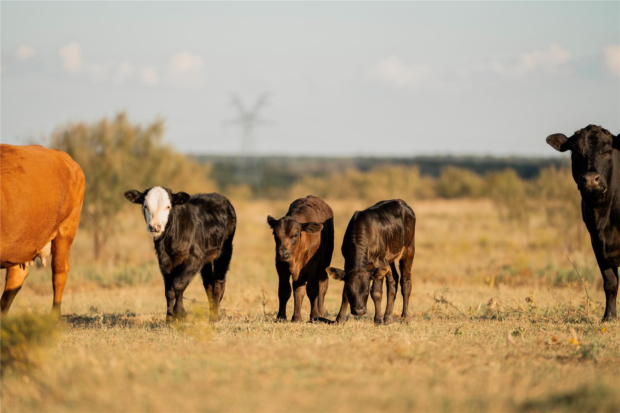 247 E Fm 581 Highway Lometa TX 76853