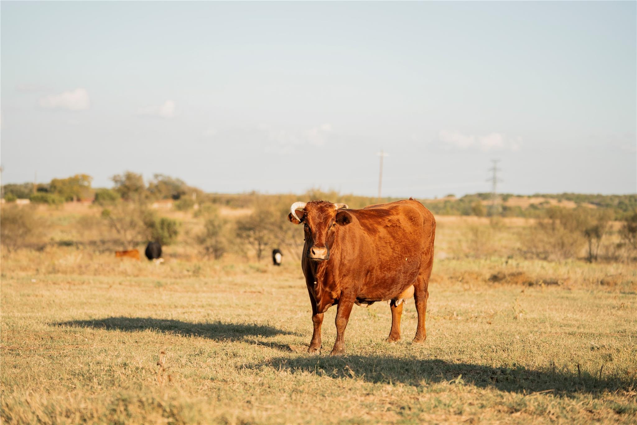 247 E Fm 581 Highway Lometa TX 76853