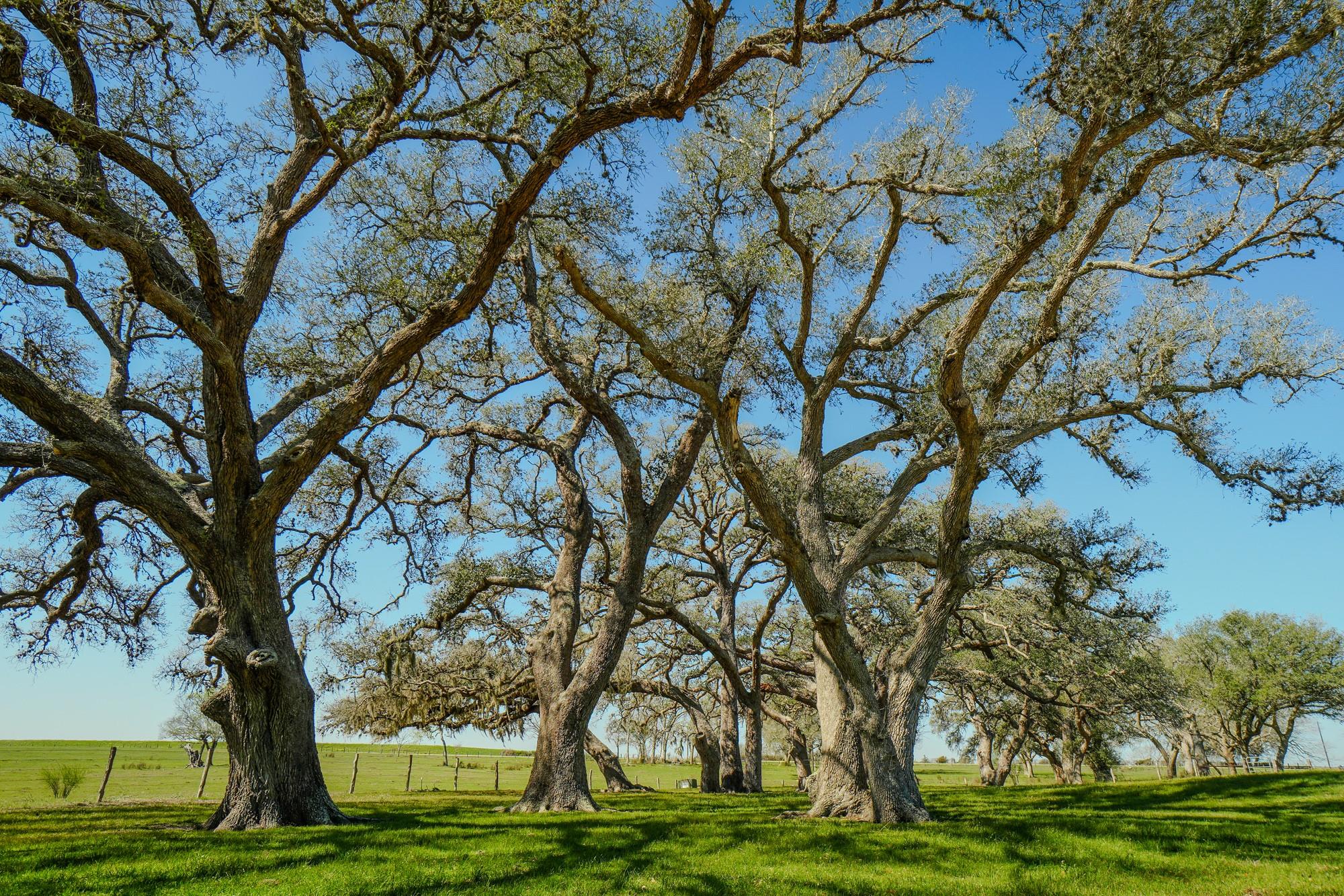 1797 County Road 261 Moulton TX 77975