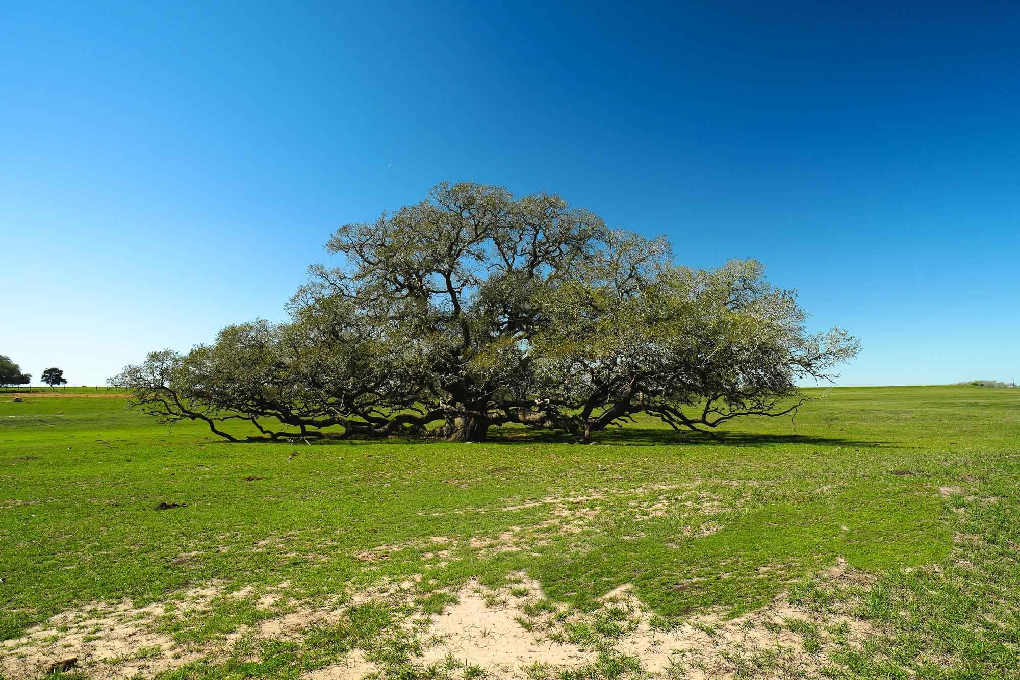 1797 County Road 261 Moulton TX 77975