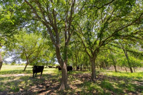 Tbd County Road 180 72 Ac Road Purmela TX 76566