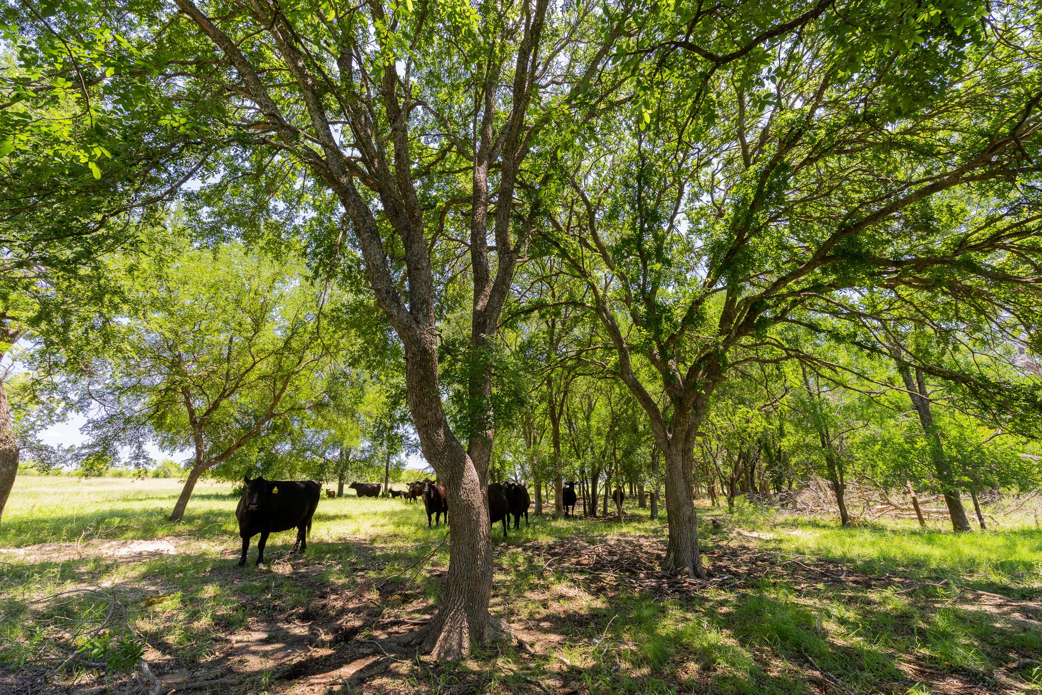 Tbd County Road 180 72 Ac Road Purmela TX 76566