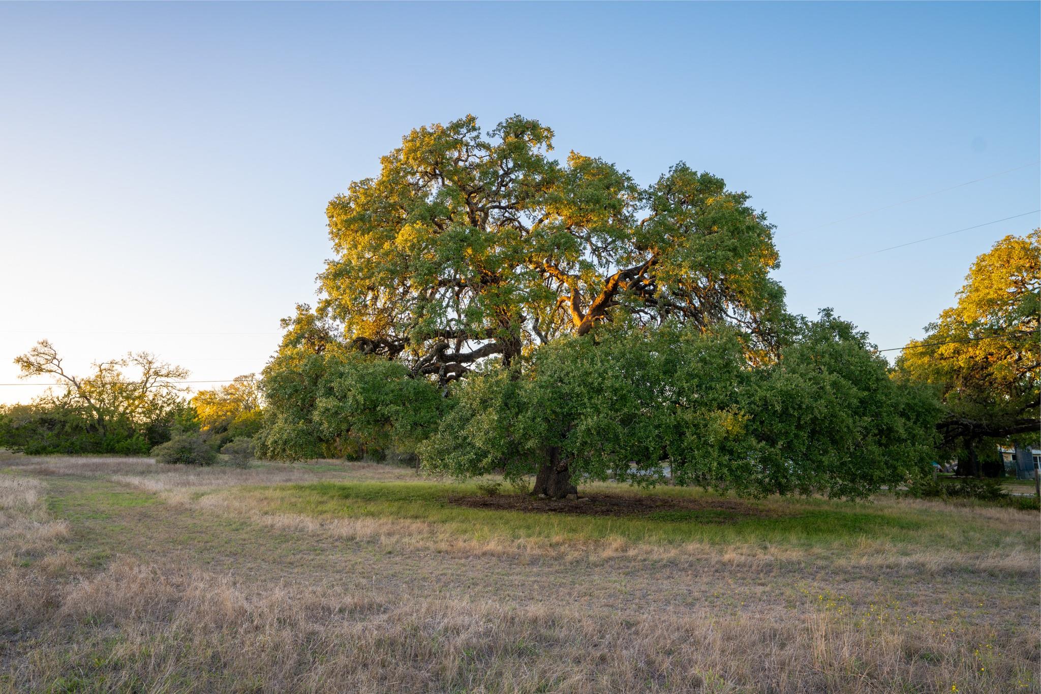 12737 Silver Creek Road Dripping Springs TX 78620