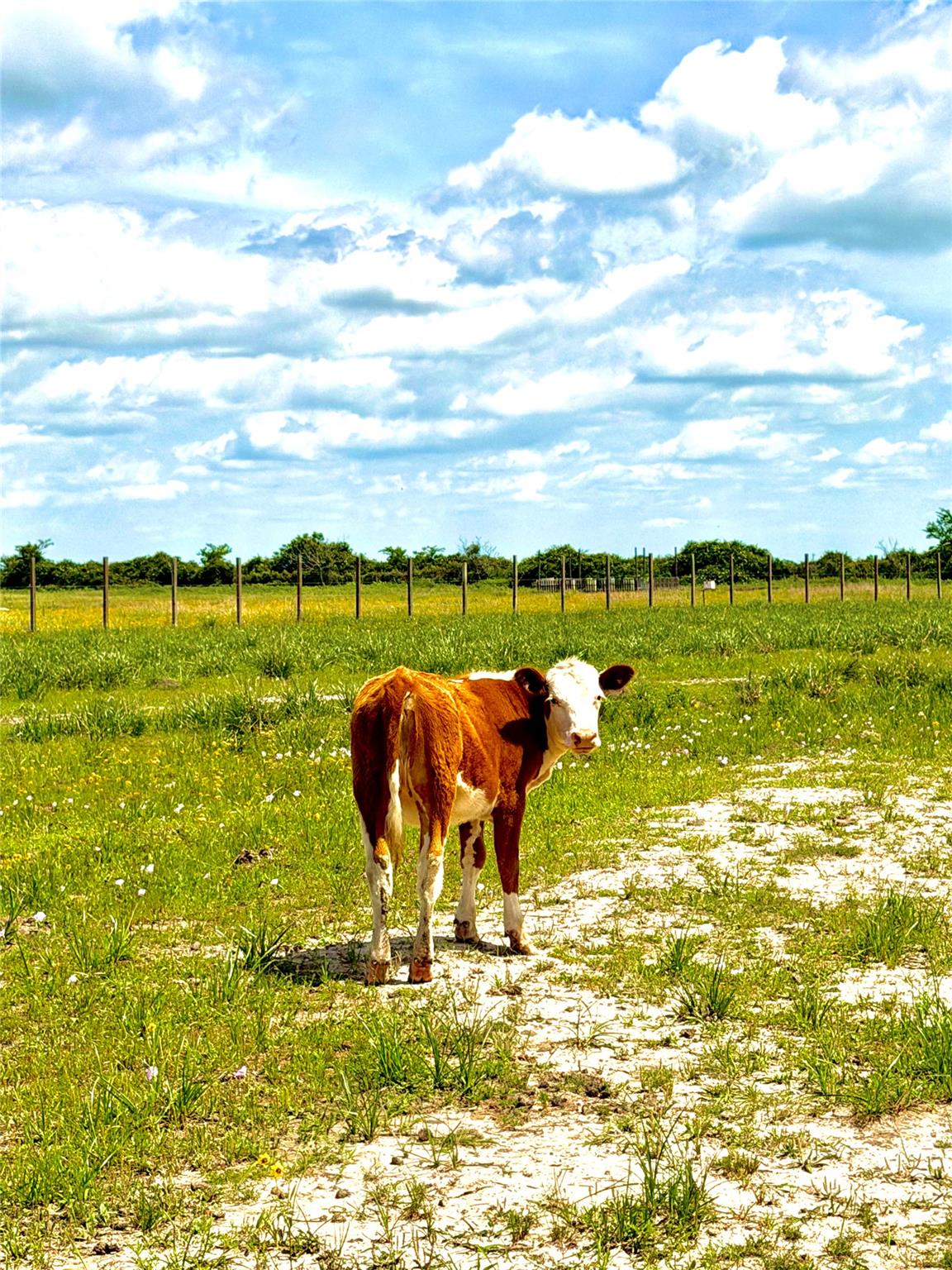 Tbd Tract 43 Mcdonald Road Eagle Lake TX 77434