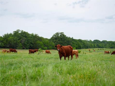 TBD(1) Walter Hoffman Road Cedar Creek TX 78612