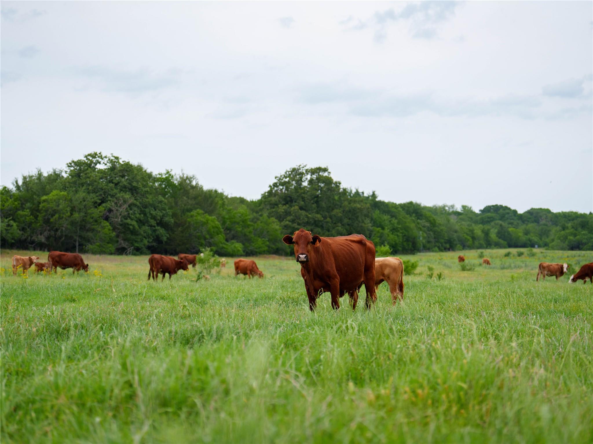 TBD(1) Walter Hoffman Road Cedar Creek TX 78612