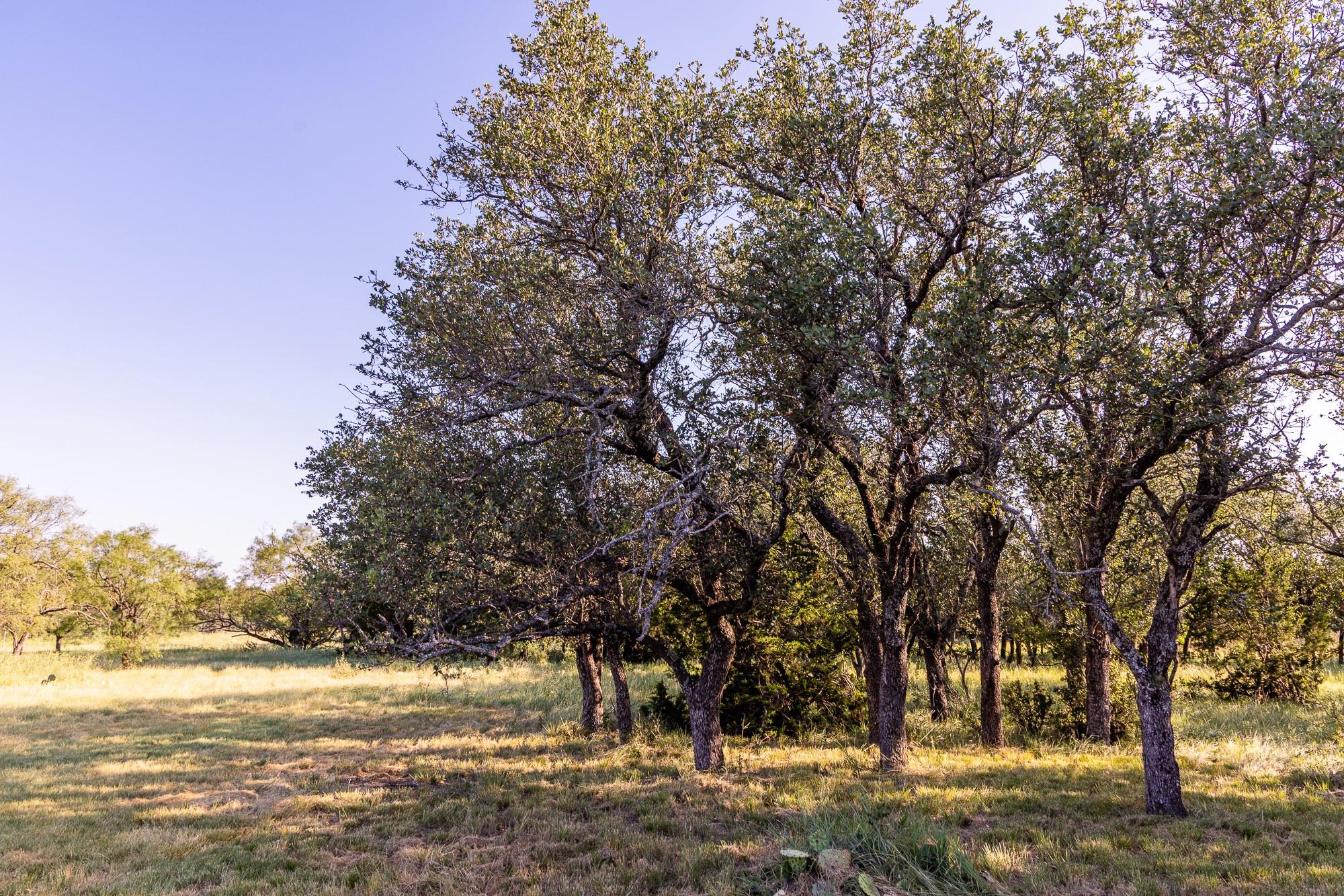 327 Antelope Trail Eldorado TX 76936
