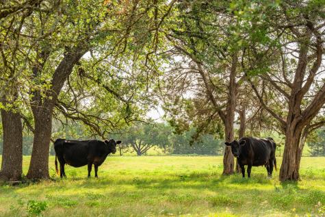 2055 Cr 284 Liberty Hill TX 78642