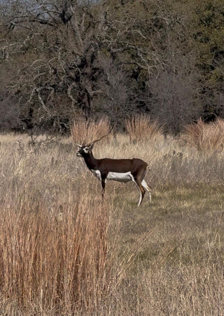 Tbd Blackbuck Ridge Drive Lampasas TX 76550