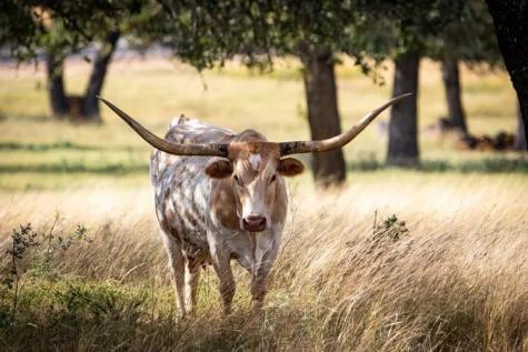 8577 Ranch Road 2766 Johnson City TX 78636