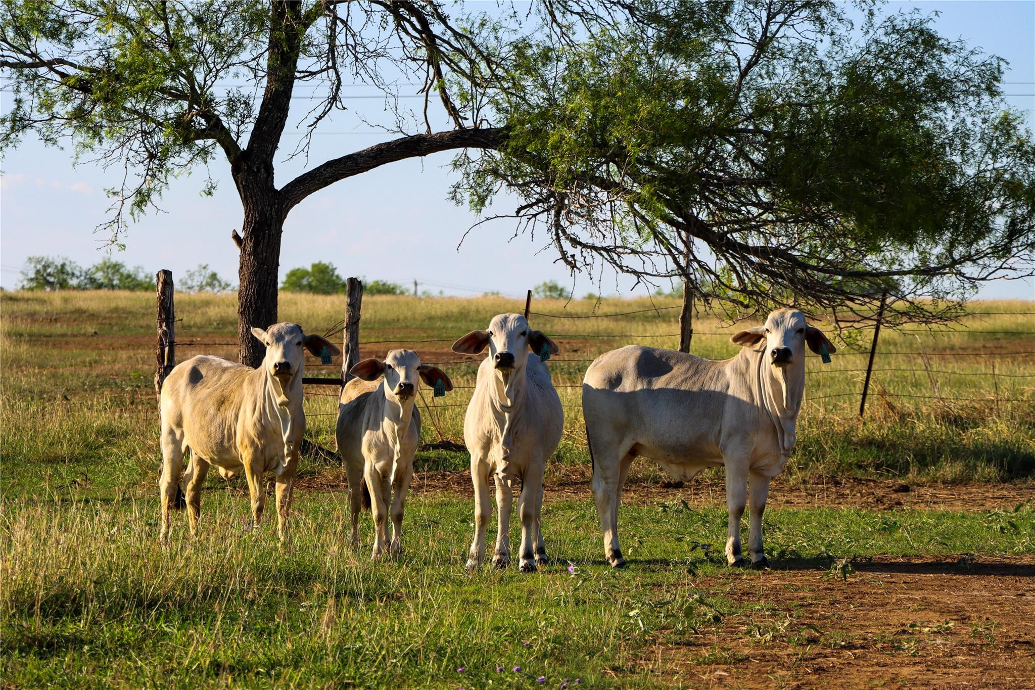 Tract 3 +/- 29 Ac E State Highway 87 Nixon TX 78140