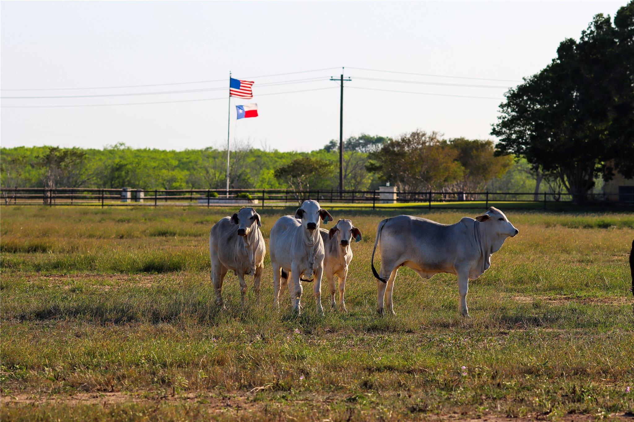 Tract 3 +/- 29 Ac E State Highway 87 Nixon TX 78140