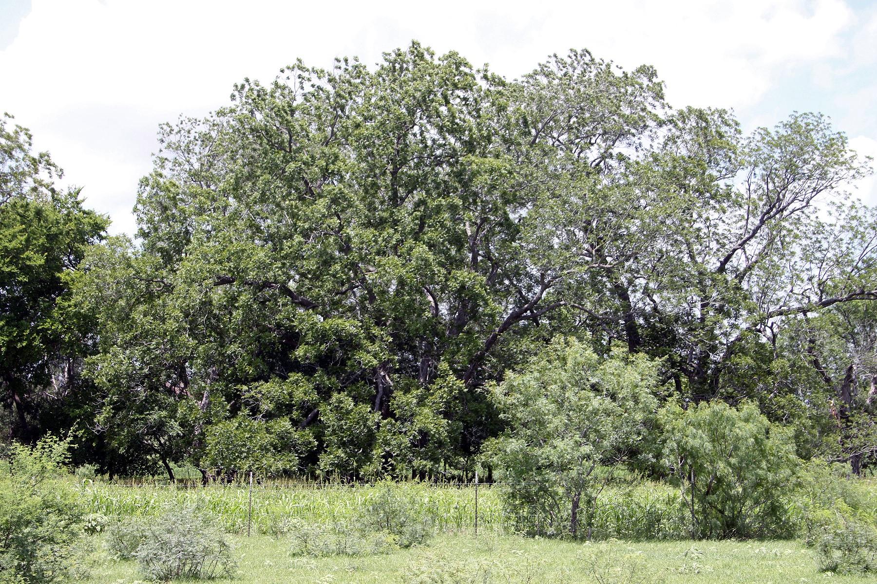 9411 Fm 86 Highway Lockhart TX 78644