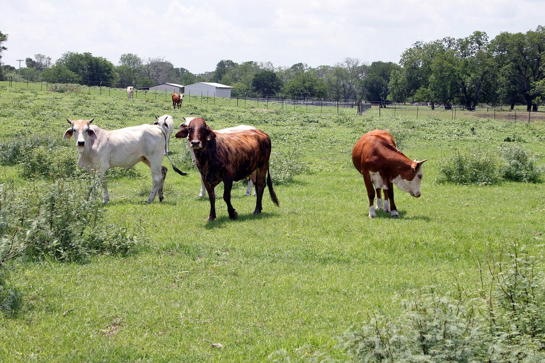 9411 Fm 86 Highway Lockhart TX 78644