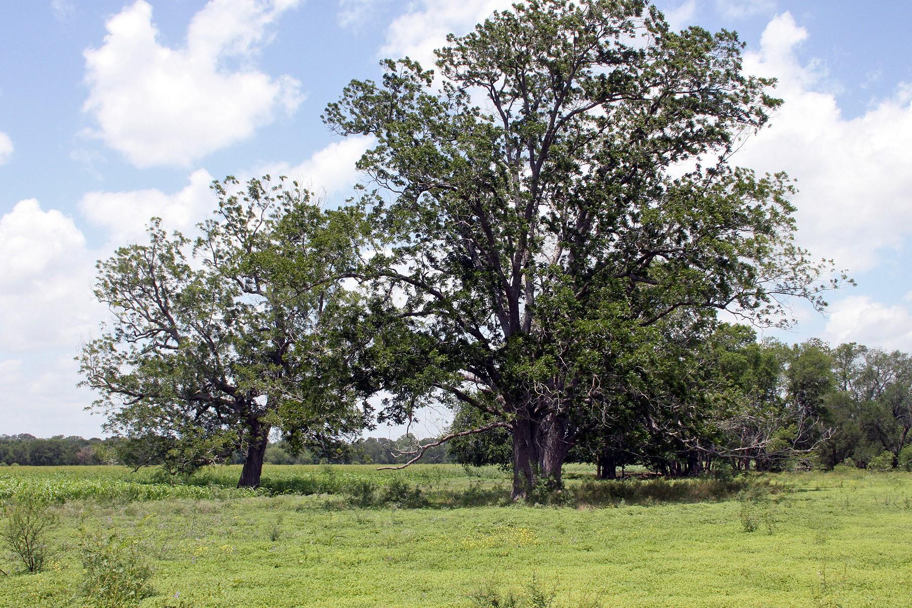 9411 Fm 86 Highway Lockhart TX 78644