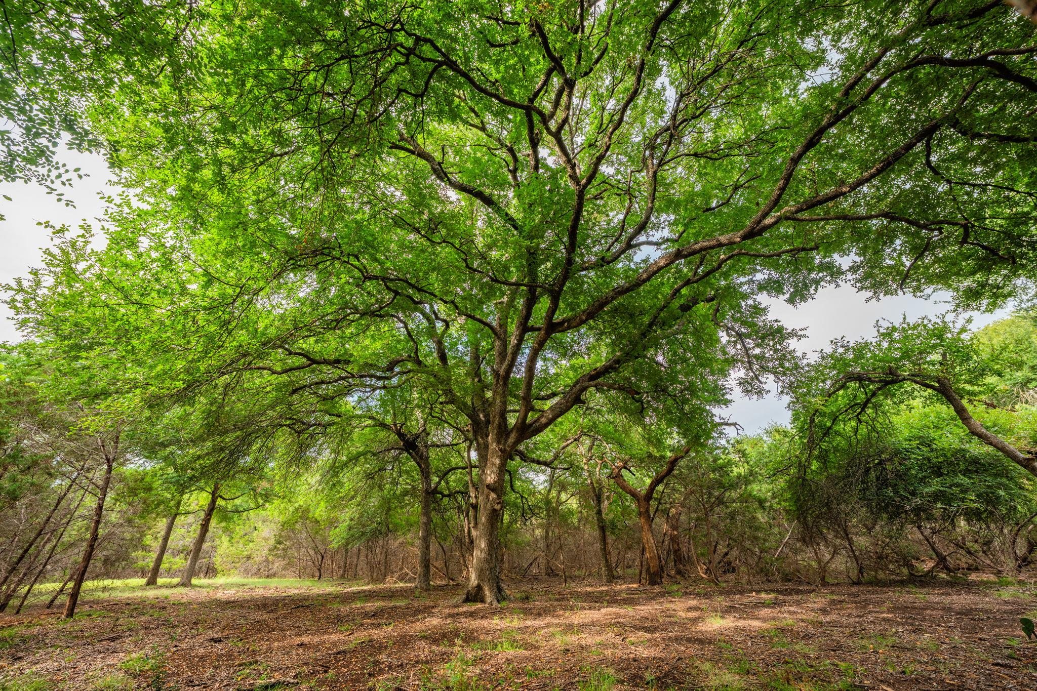 2055 County Road 284 Liberty Hill TX 78642
