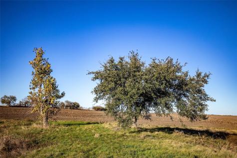 14914 Svenska Road Coupland TX 78615