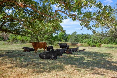 1099 Private Road 1061 Paige TX 78659