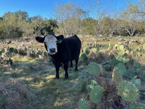 2308 County Road 414 Spicewood TX 78669