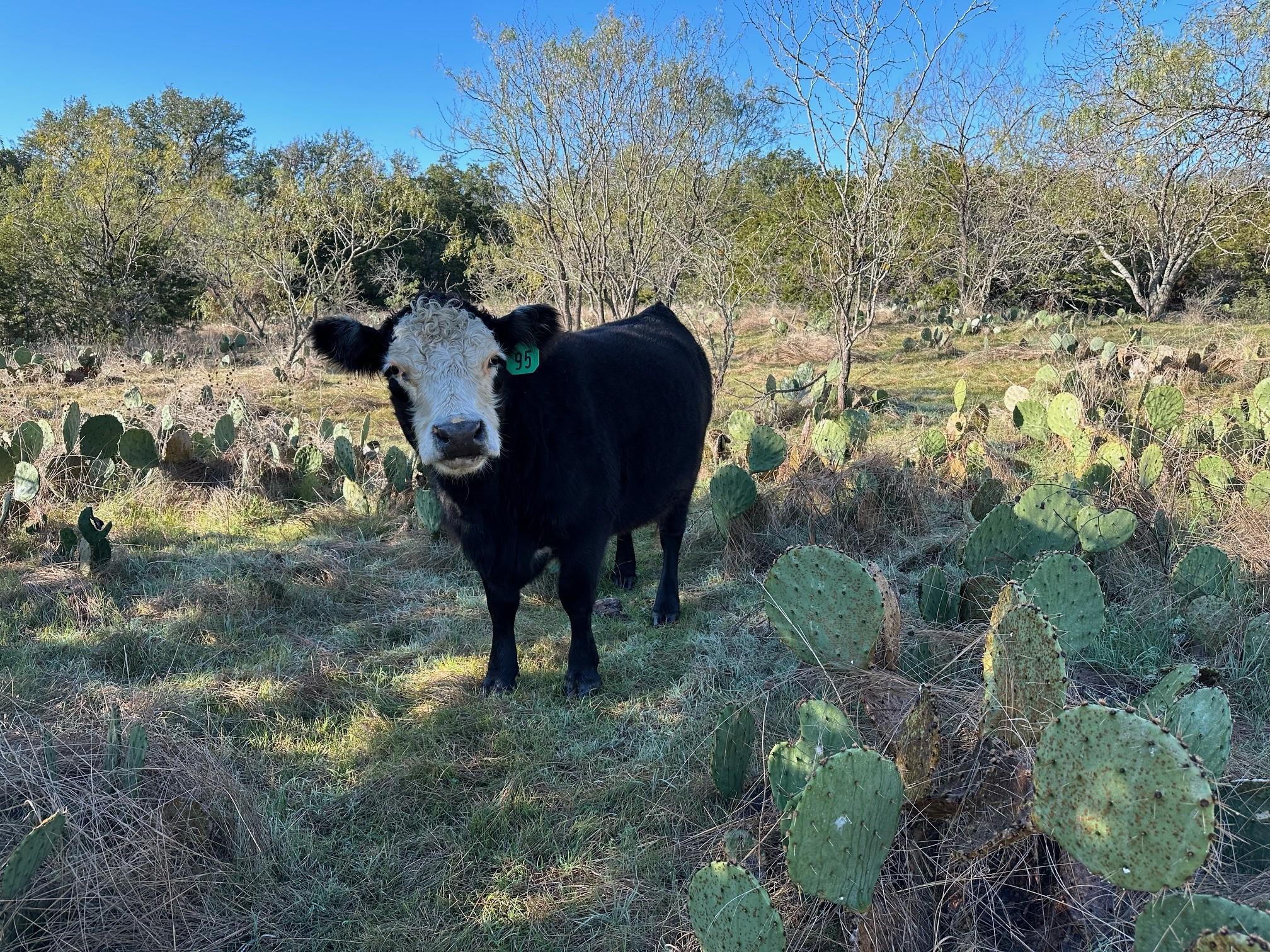 2308 County Road 414 Spicewood TX 78669