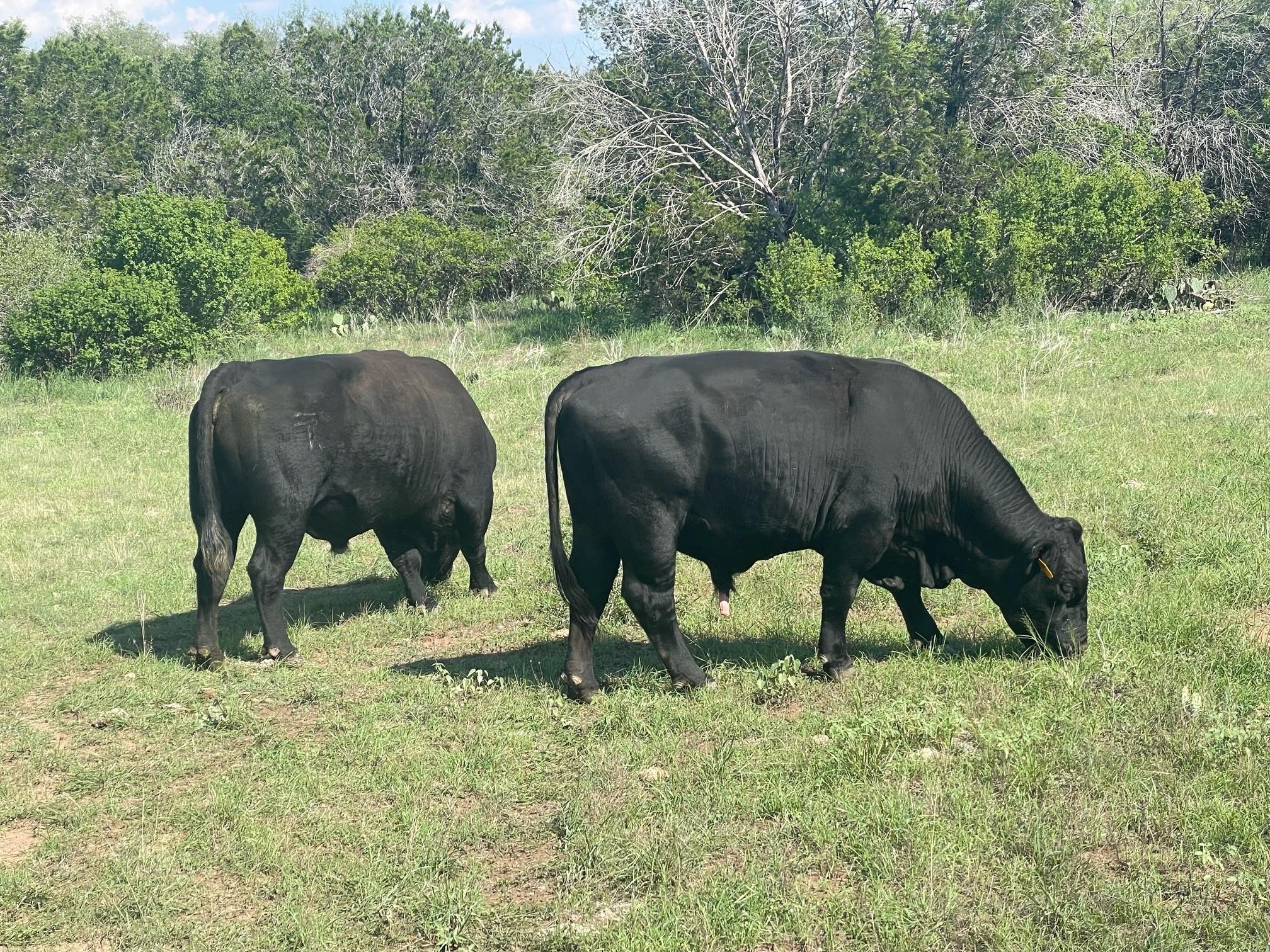 2308 County Road 414 Spicewood TX 78669